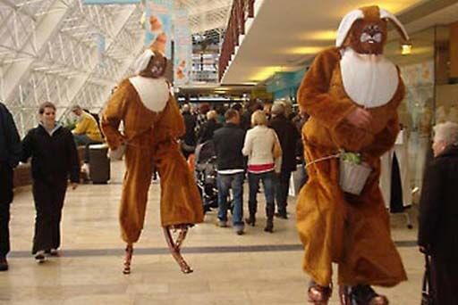 Hazen op springstelten